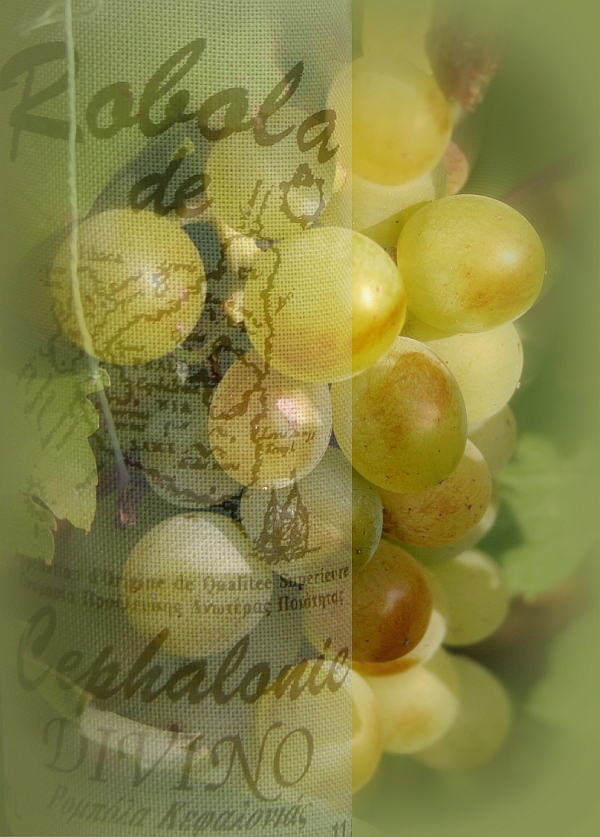 ρομπόλα Κεφαλονιάς robola grape