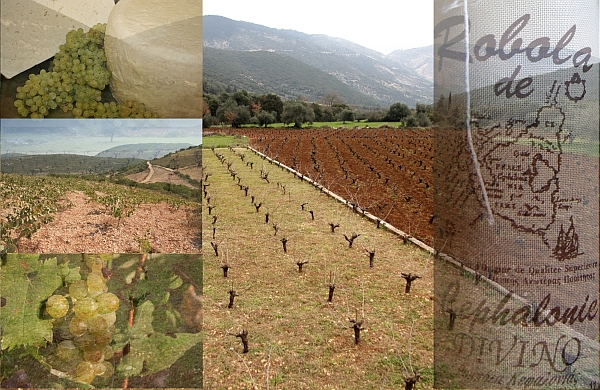 robola vineyard ρομπόλα Κεφαλονιάς
